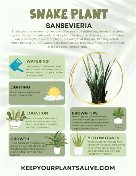 moisture meter for snake plant|printable snake plant care instructions.